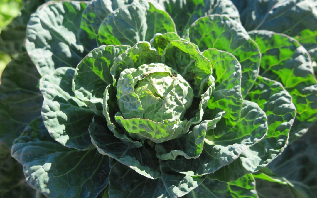 PERMACULTURE