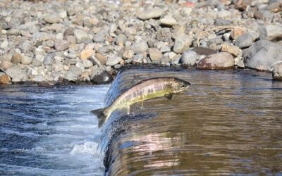 RÍO ARRIBA: UN VIAJE HACIA LA AUTENTICIDAD